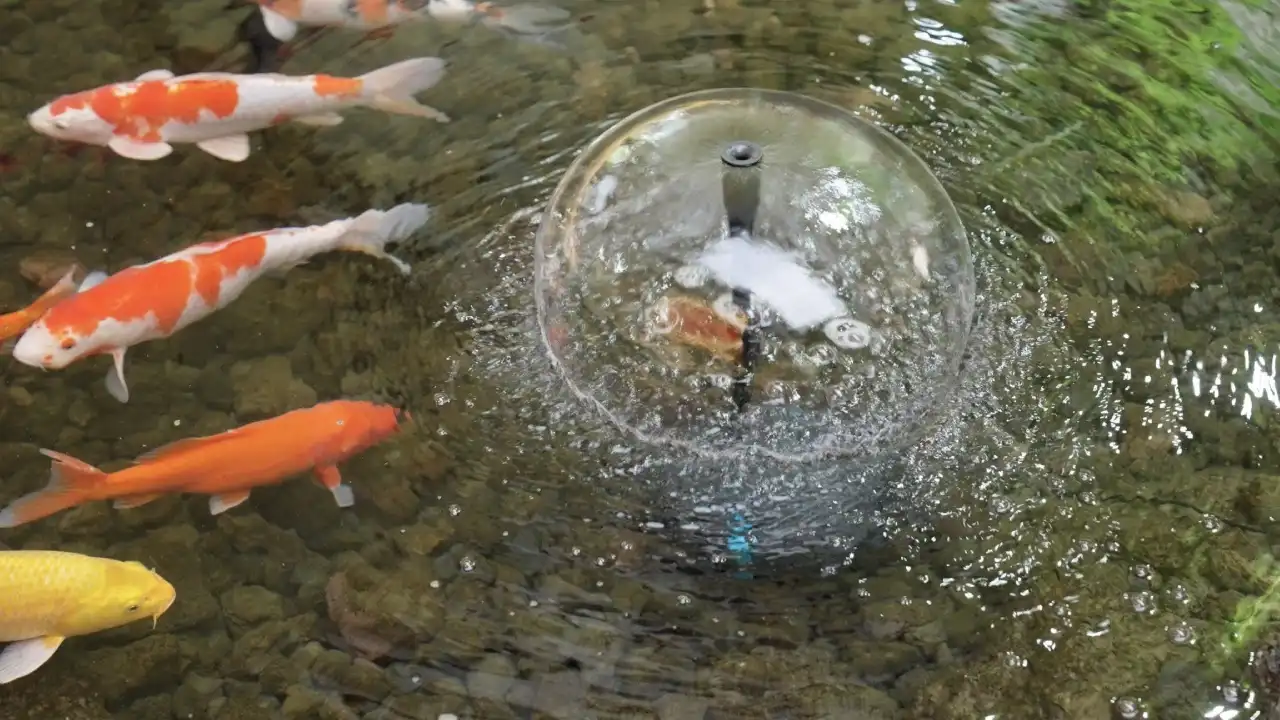 Pond